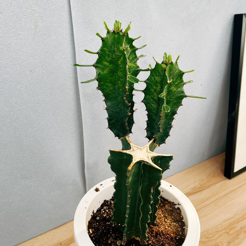 稀少 ユーフォルビアブルアナ　鉢付 ユーフォルビアブルアナ 鉢付 稀少 ユーフォルビアブルアナ 鉢付