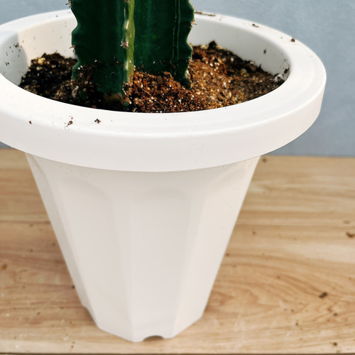 現品］【希少】☆一点限り☆ ユーフォルビア 五彩閣 ブランチ 観葉植物