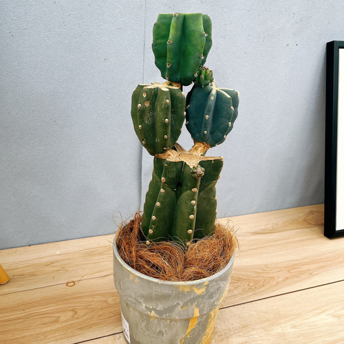 現品］19番 柱サボテン 鬼面角 ブランチ 観葉植物 室内 マーブルポット
