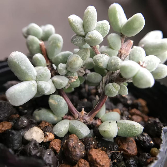 新入荷　ドロサンテマム  subalbum Grootgraaf  抜き苗　１株 1枚目の画像