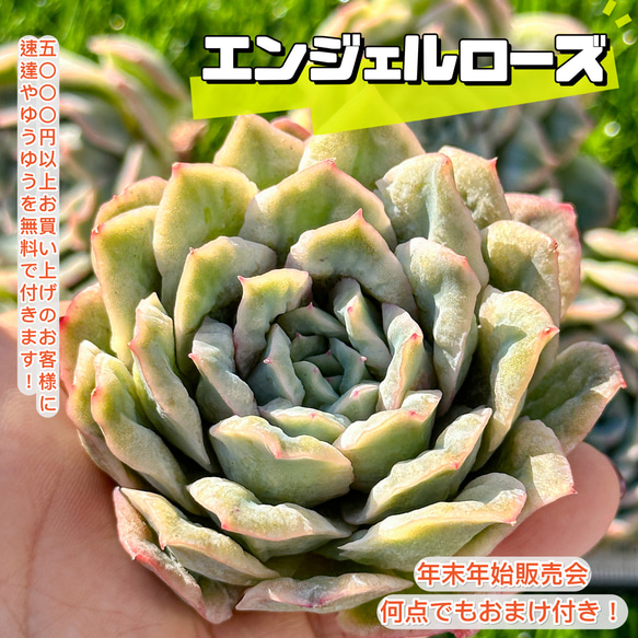 年末年始販売会 多肉植物 エケベリア エンジェルローズ 超美苗