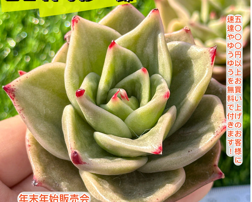 21c6646b27b353fc215e5a5d95ecc1