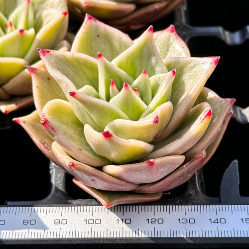 年末年始販売会 多肉植物 エケベリア ジェイトスター錦 超美苗 レア種