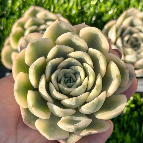 年末年始販売会 多肉植物 エケベリア ムーンフェアリー錦 超美苗 年末年始販売会 多肉植物 エケベリア ムーンフェアリー錦 超美苗