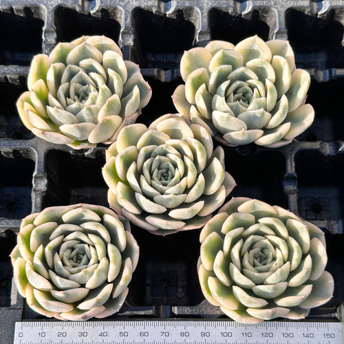 年末年始販売会 多肉植物 エケベリア ムーンフェアリー錦 超美苗 年末年始販売会 多肉植物 エケベリア ムーンフェアリー錦 超美苗