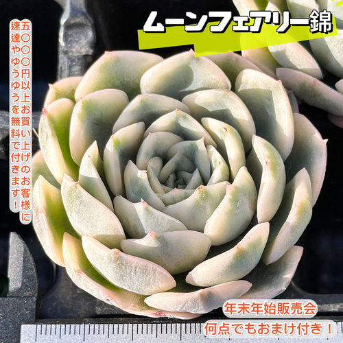 年末年始販売会 多肉植物 エケベリア ムーンフェアリー錦 超美苗 レア