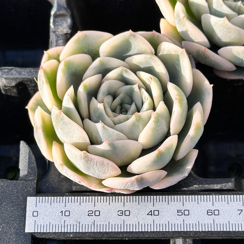 年末年始販売会 多肉植物 エケベリア ムーンフェアリー錦 超美苗 レア