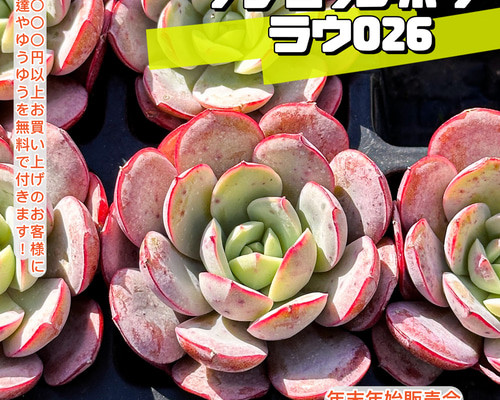 年末年始販売会 多肉植物 エケベリア サブコリンボサ ラウ026 超美苗