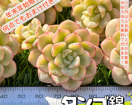 年末年始販売会 多肉植物 エケベリア タンゴ錦 超美苗 レア種