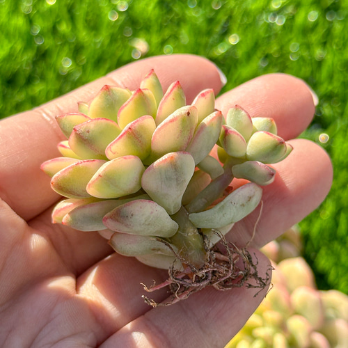 年末年始販売会 多肉植物 エケベリア タンゴ錦 超美苗 レア種 多肉植物