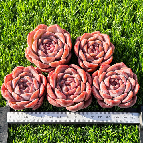 年末年始販売会 多肉植物 エケベリア ライチピンク 超美苗 レア種 多肉