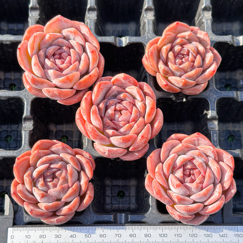 年末年始販売会 多肉植物 エケベリア ライチピンク 超美苗 レア種 多肉