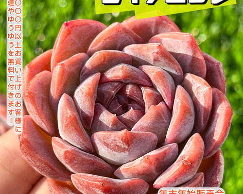 c1042dc0a960fd1cb9ea34a6c9e1c8