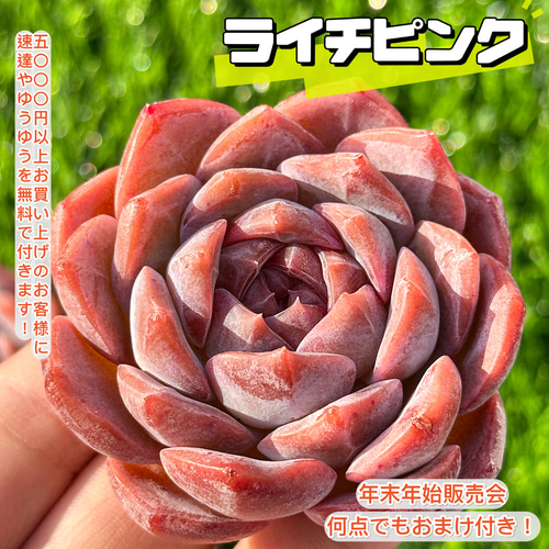 ライチ苗　品種　クエイメイピンク　実付き　8号サイズ ライチ苗 品種 クエイメイピンク 実付き 8号サイズ 【公式通販】