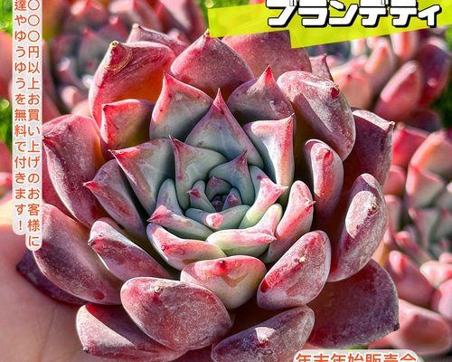 22. 【札付き】106コロラータ 実生 Mさん苗 Mコロ 多肉植物 エケベリア 2026年最新】mさん苗コロラータの人気アイテム - メルカリ