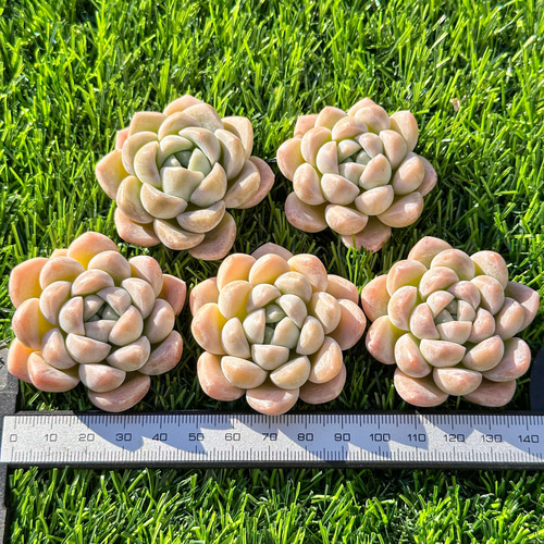 年末年始販売会 多肉植物 エケベリア ミルクキャンディ 超美苗 レア種