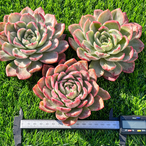 年末年始販売会 多肉植物 エケベリア フロリアーナ錦 超美苗 レア種