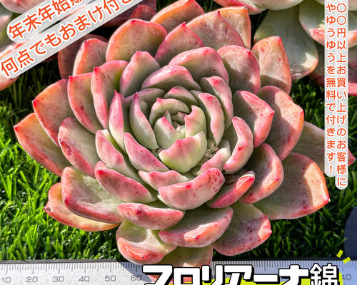 年末年始販売会 多肉植物 エケベリア フロリアーナ錦 超美苗 レア種