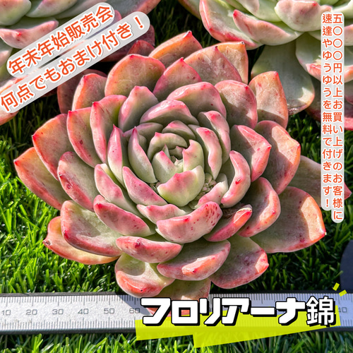 年末年始販売会 多肉植物 エケベリア フロリアーナ錦 超美苗 レア種