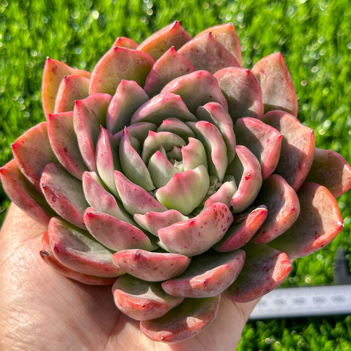 年末年始販売会 多肉植物 エケベリア フロリアーナ錦 超美苗 レア種