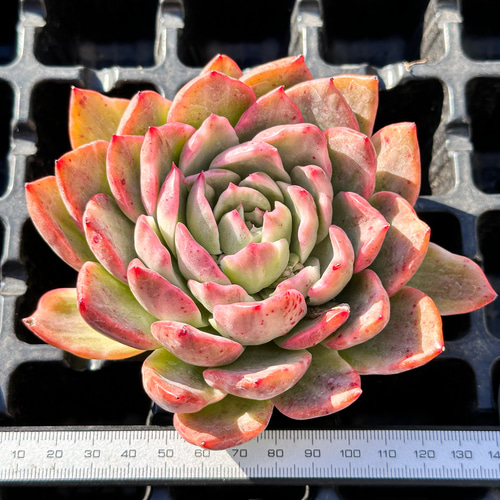 年末年始販売会 多肉植物 エケベリア フロリアーナ錦 超美苗 レア種