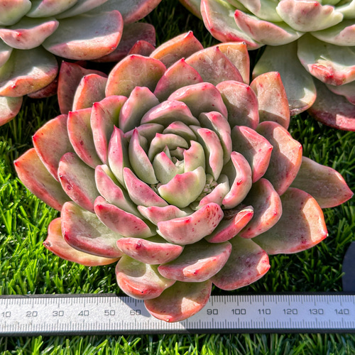 年末年始販売会 多肉植物 エケベリア フロリアーナ錦 超美苗 レア種