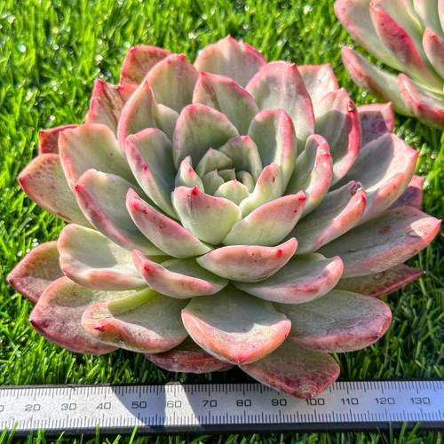 年末年始販売会 多肉植物 エケベリア フロリアーナ錦 超美苗 レア種