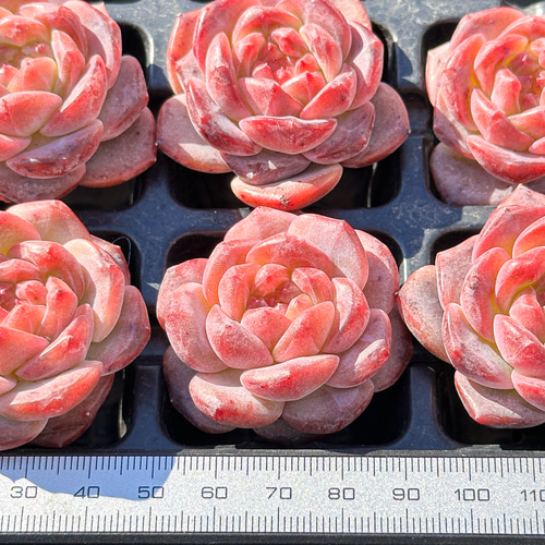 年末年始販売会 多肉植物 エケベリア 雪芙蓉 超美苗 レア種 多肉 年末年始販売会 多肉植物 エケベリア 雪芙蓉 超美苗 レア種 多肉