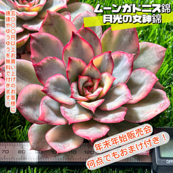 年末年始販売会 多肉植物 エケベリア ムーンガドニス錦 超美苗 レア種