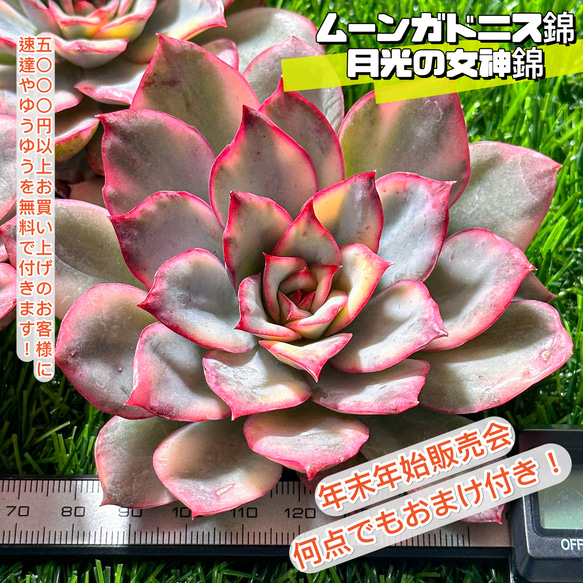 年末年始販売会 多肉植物 エケベリア ムーンガドニス錦 超美苗