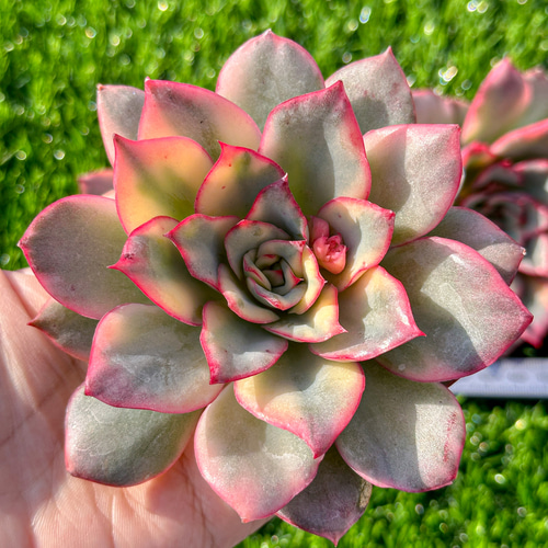 年末年始販売会 多肉植物 エケベリア ムーンガドニス錦 超美苗 年末年始販売会 多肉植物 エケベリア ムーンガドニス錦 超美苗