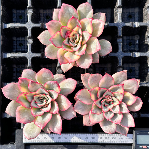 多肉植物   ムーンガドニス覆輪錦 エスター錦（ムーンガドニス錦） Echeveria 'Esther Variegated