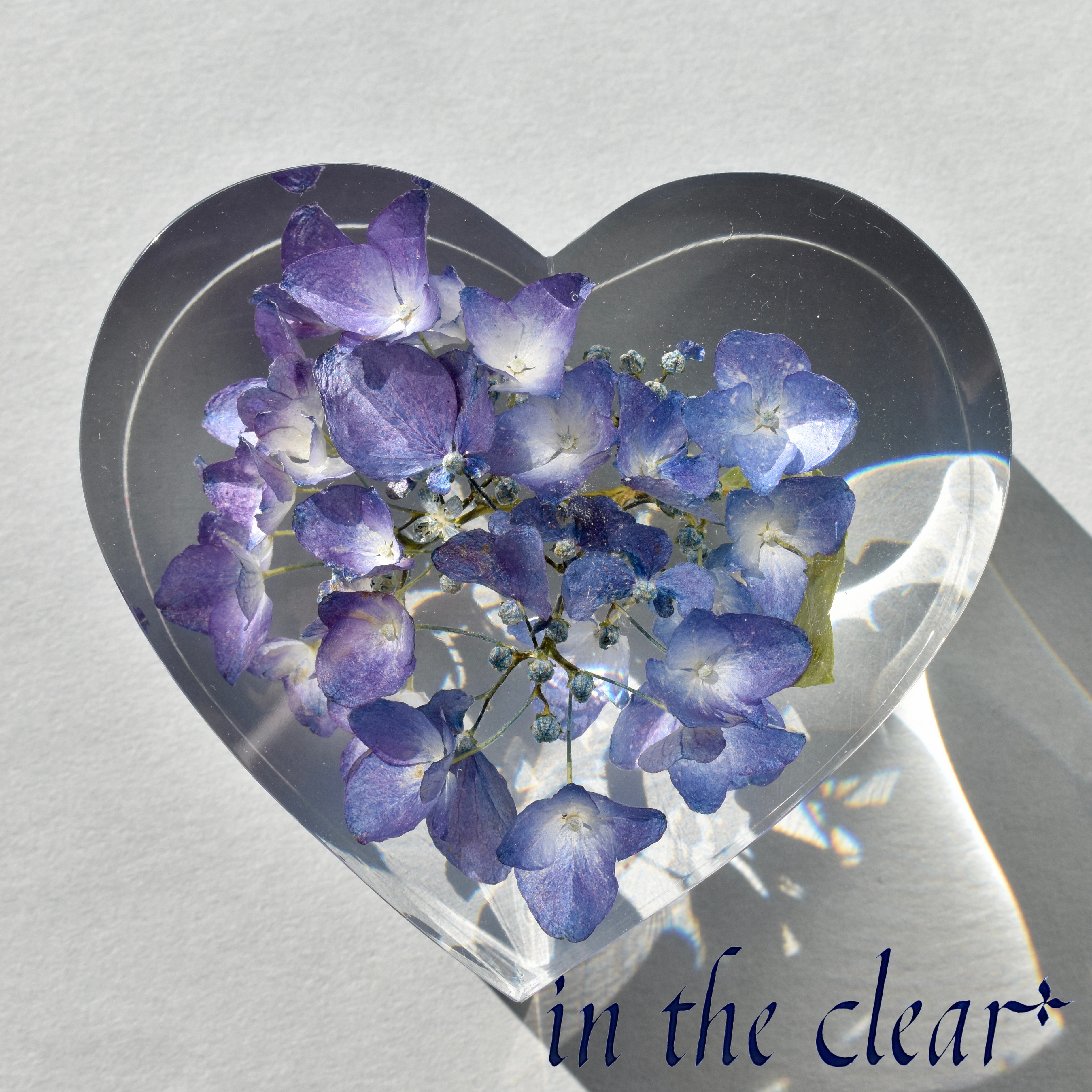 植物標本　紫陽花　紫青　ハート型