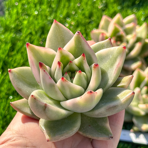 年末年始販売会 多肉植物 エケベリア アイクソウル錦 超美苗