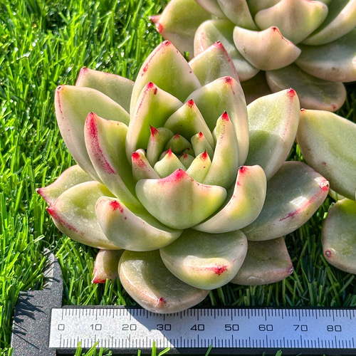 年末年始販売会 多肉植物 エケベリア タンゴ錦 超美苗 レア種