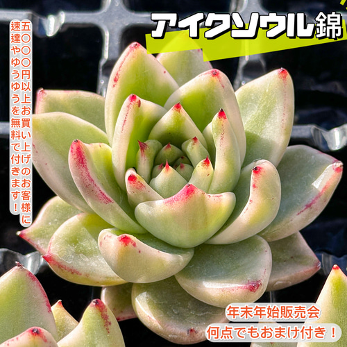 多肉植物　リヤド錦　抜き苗　覆輪✨美苗✨【特定記録付】　札付き 年末年始販売会 多肉植物 エケベリア アイクソウル錦 超美苗 レア種 大