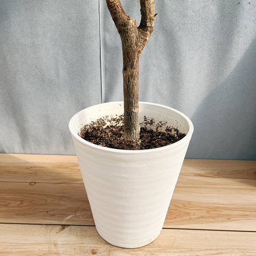 現品］18番 フィカス バーガンディ 8号 観葉植物 大型 室内 人気 育て
