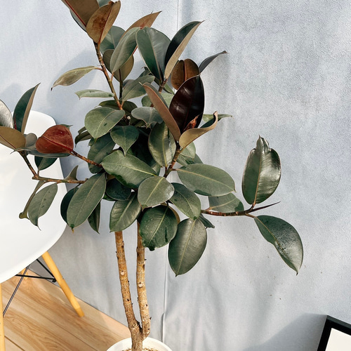 フィカス　バーガンディ　鉢下130cm美樹形　8寸 ゴムの木現品発送 幹太 フィカス バーガンディ 鉢下130cm美樹形 8寸 ゴムの木現品発送 幹太