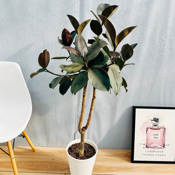 フィカス・バーガンディ ゴムの木 8寸（号）サイズ リビングサイズ 観葉植物 楽天市場】『フィカスバーガンディ8号鉢+茶カゴ』【大型サイズ