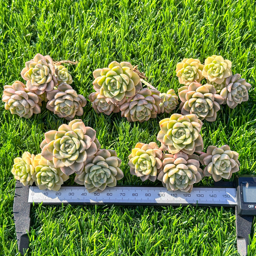 年末年始販売会 多肉植物 ティンカーベル錦 超美苗 レア種 多肉