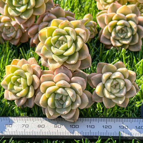 おまとめ中！39SALE！多肉植物^o^  ティンカーベル 多肉植物 