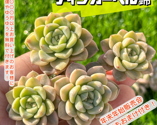 おまとめ中！39SALE！多肉植物^o^  ティンカーベル ティンカーベル – 多肉植物の通販・販売サイト tawawa