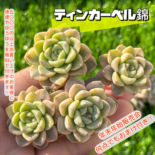 お取り置き　多肉植物　高級種❦ベルダンディ錦　抜き苗　キズあり お取り置き 多肉植物 高級種❦ベルダンディ錦 抜き苗 キズあり 多肉植物