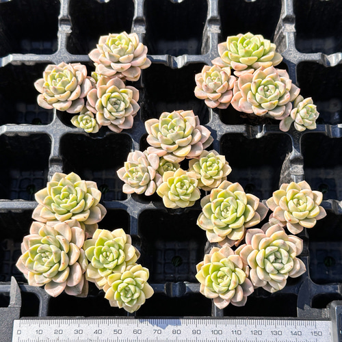 年末年始販売会 多肉植物 ティンカーベル錦 超美苗 レア種 多肉植物