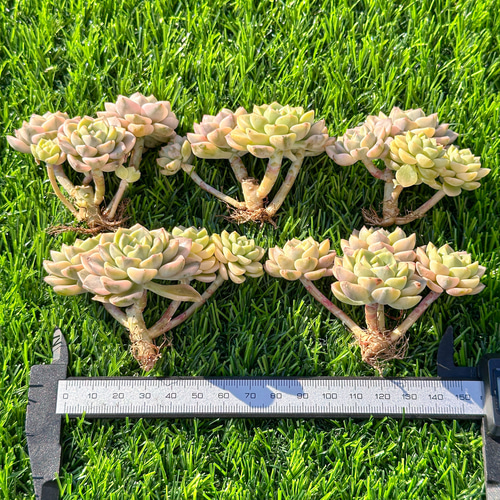 紫陽花 苗 ティンカーベル 超特大 来年用