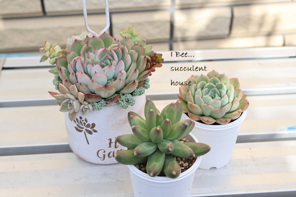 多肉植物❤️専用ページです。お買い上げにならないようお願い致します