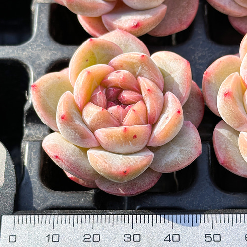 年末年始販売会 多肉植物 ドライアイス 超美苗 レア種 多肉植物