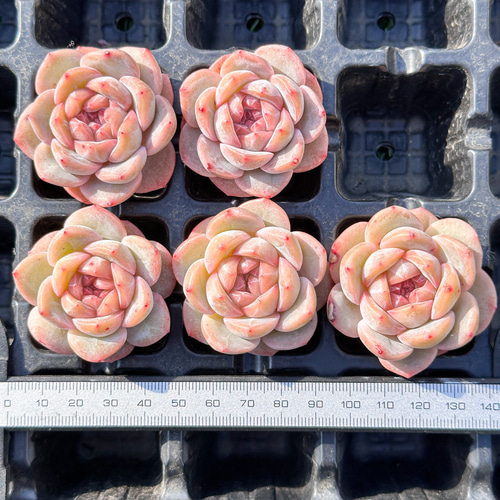 年末年始販売会 多肉植物 ドライアイス 超美苗 レア種 多肉植物