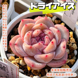 ෆ˚*感謝セールෆ˚* ドライアイス 1苗 抜き苗 寄せ植え 多肉植物 ෆ˚*感謝セールෆ˚* ドライアイス 1苗 抜き苗 寄せ植え 多肉植物 ෆ