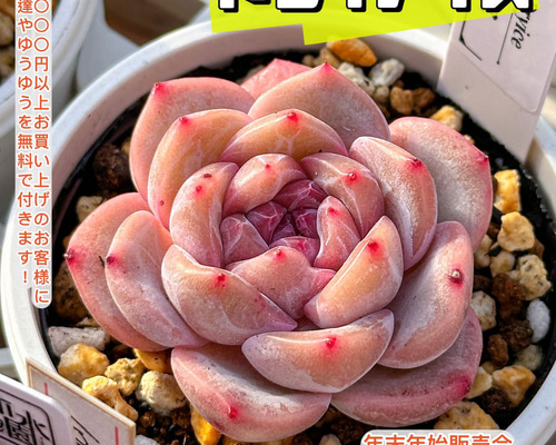 年末年始販売会 多肉植物 ドライアイス 超美苗 レア種 多肉植物